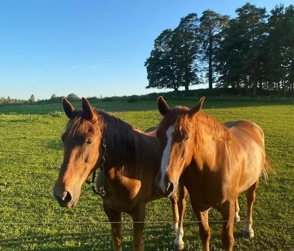 Luksusowy namiot Stand-up Tent And Sauna, Farm Experience Bb Atsalama